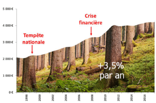 Investir dans une forêt : Comment y parvenir ?