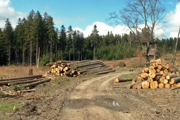 Investissement forestier : Fiscalité et avantages